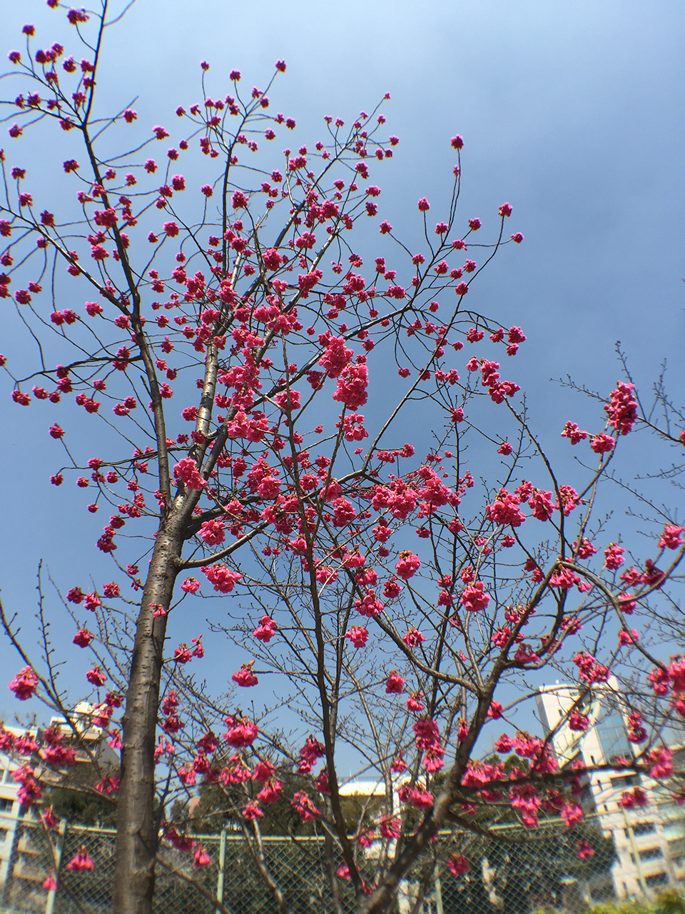 iPhone 6 Plusで使える交換式レンズ、olloclip 4-IN-1 PHOTO LENSを買ったから紹介してみる！の画像14