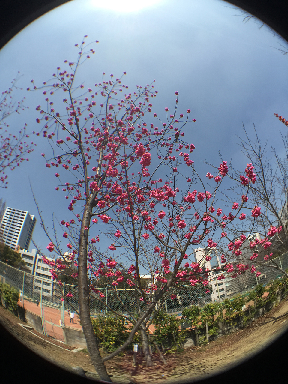 iPhone 6 Plusで使える交換式レンズ、olloclip 4-IN-1 PHOTO LENSを買ったから紹介してみる！の画像15