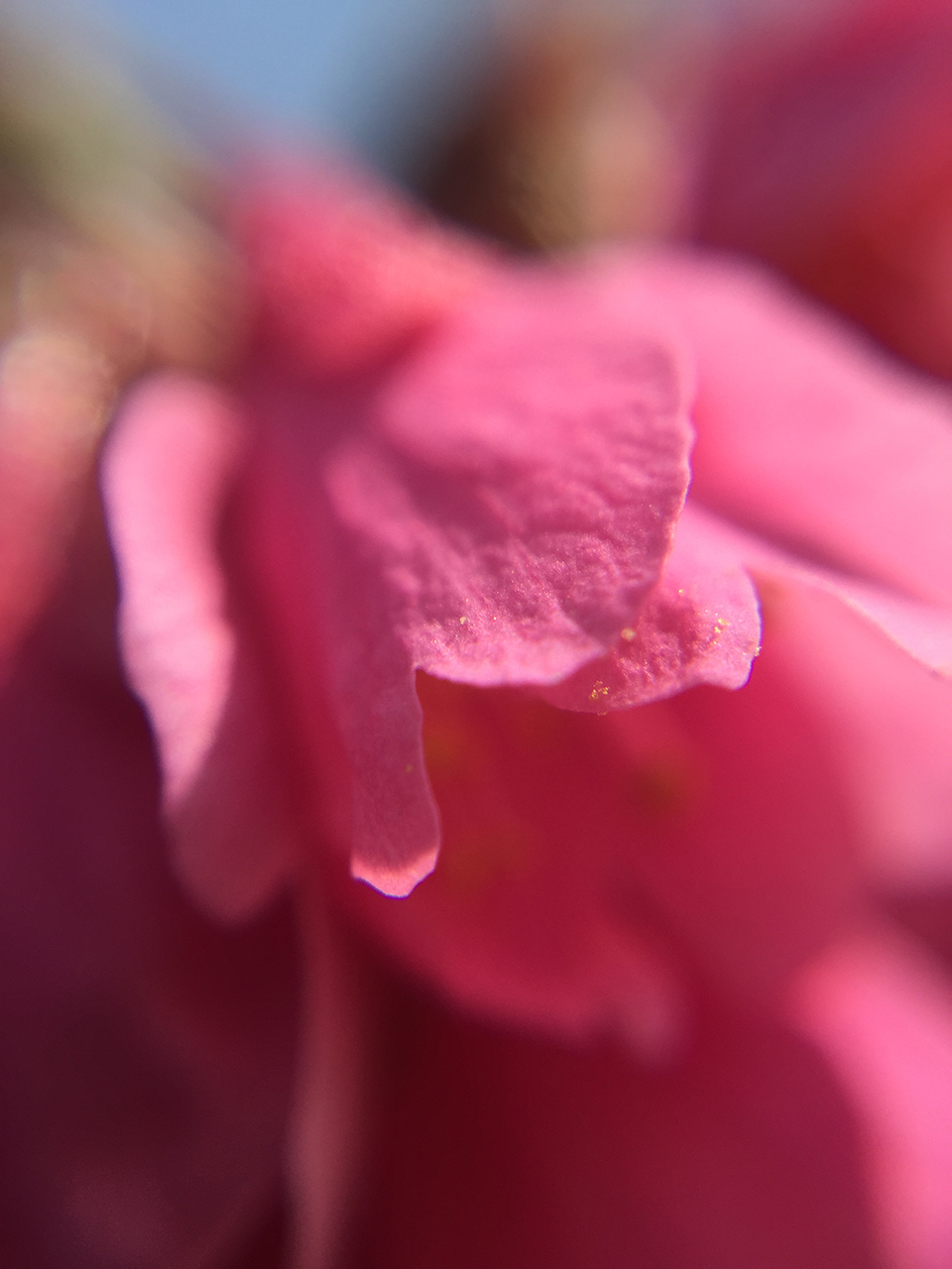 iPhone 6 Plusで使える交換式レンズ、olloclip 4-IN-1 PHOTO LENSを買ったから紹介してみる!の画像17