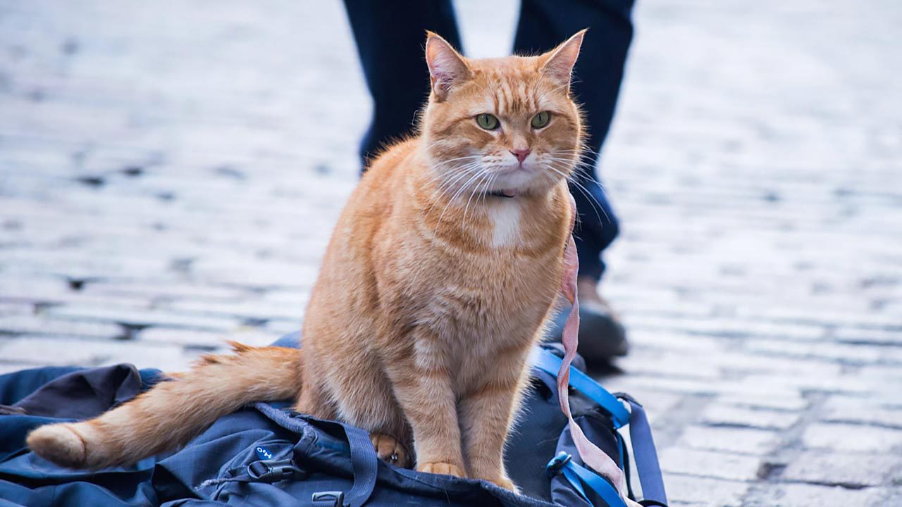 映画『ボブという名の猫　幸せのハイタッチ』は、猫のモフモフも物語もすごく良かった！の画像04